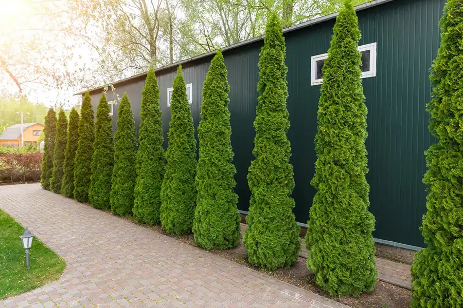 Reliable Landscaping Contractor in Newport, AR